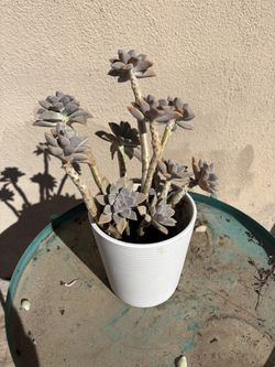 Succulents With Pot