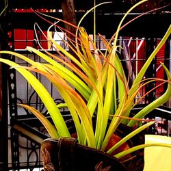 Tillandsia Air Plants -- Multiple Varieties Available