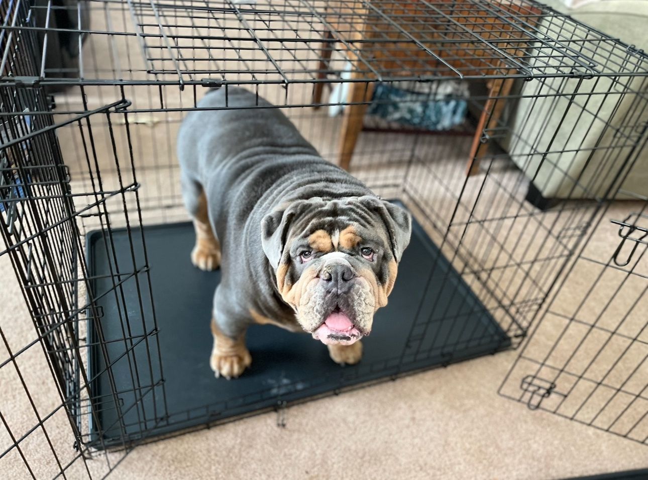 Large 2 Door Dog Crate