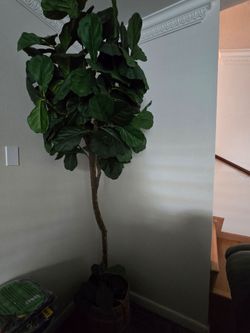 7 Ft Artificial Fiddle Leaf Fig Tree – Costco
