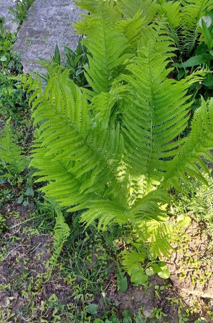 Garden Ferns