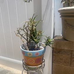 Pot And Plants With Stand $40