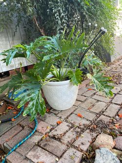 Shade please - Outdoor