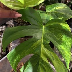 Variegated Monstera Aurea Two Leaf Plant Cutting 