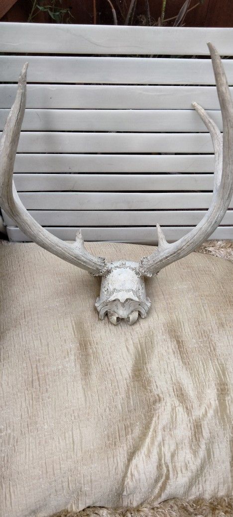 REAL Coues Deer Antlers, Real Animal Skulls, Real Deer Skull, Curiosity, Animal Bones, Home Decor, Rustic Deer Antler