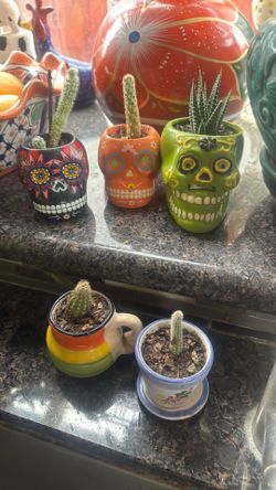 Gifts succulents and cactus
