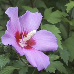 Young Rose of Sharon plants