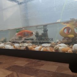 Fish Aquarium 