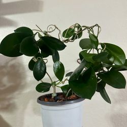 Hoya Australis plant