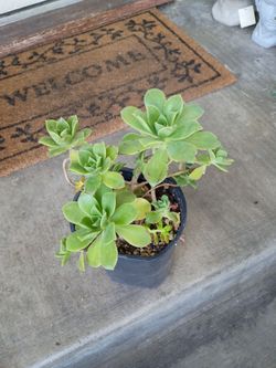 Succulent