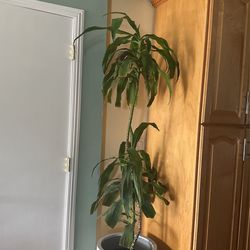 Plant