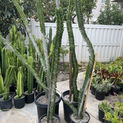 Large Ocotillo Plants 