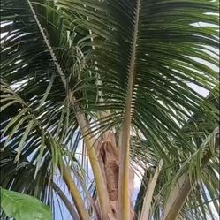 Coconut Tree 