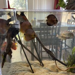 4x$250 Fish Tank Aquarium Stock