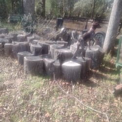 Fire Wood...For Sale Cheap...Red Oak Split Your Self ... Pecan  ...100$