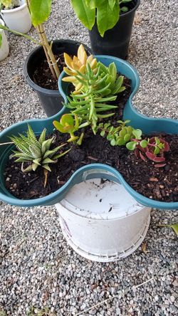Succulent plants for sale