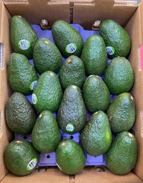 AVOCADOS - WHOLESALE - CHEESE FARM PRODUCE