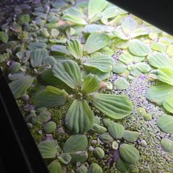 Floating Aquarium Plants