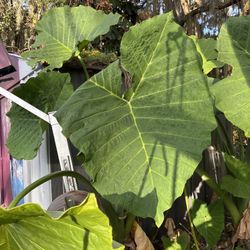 MASSIVE ELEPHANT EAR PLANTS – READY TO GO
