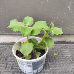 Plants For $25