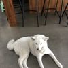 Priscilla