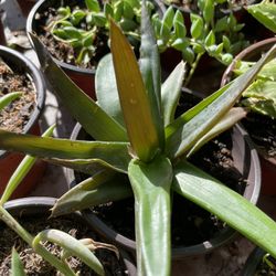 Succulents Plants 4”inch