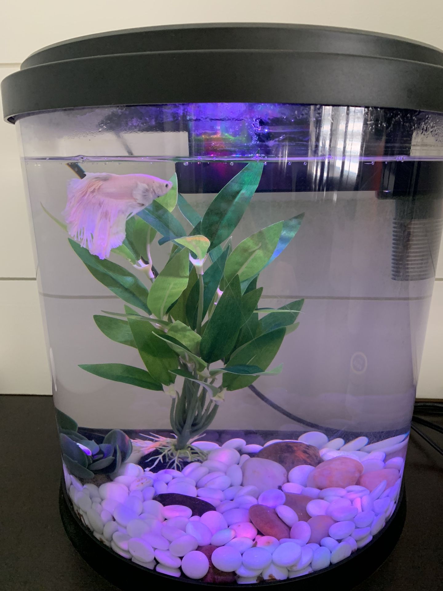 Top Fin 2.5 Gallon Fish Tank - Fish, Frog, Filters, Food)