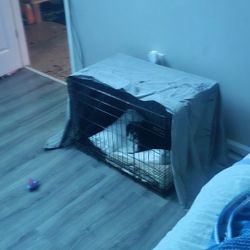 Pet Crate 