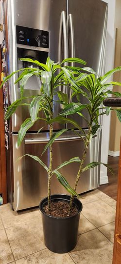 Dracaena Indoor Plant in Black Pot