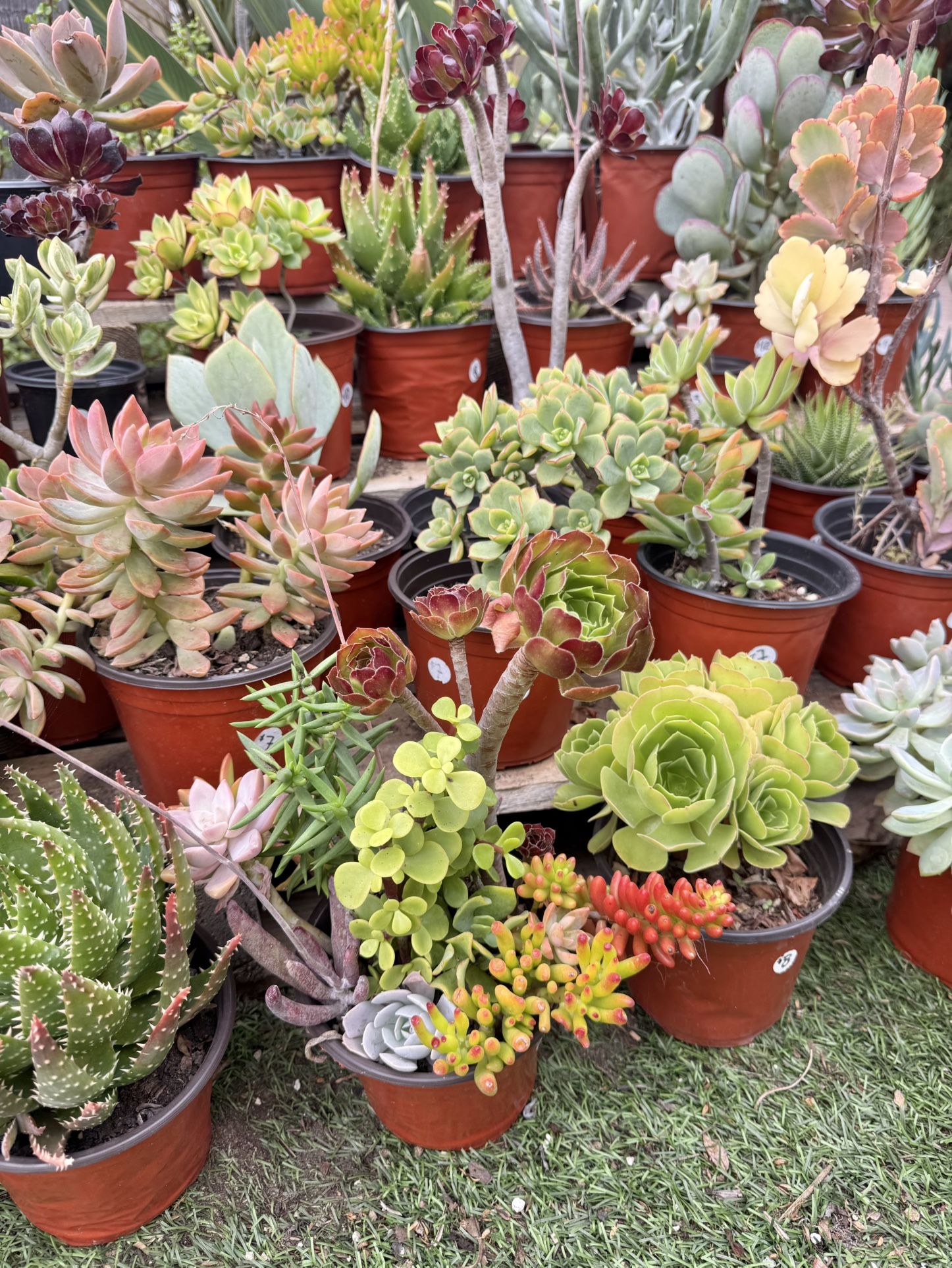 Variety Of Succulents Plants