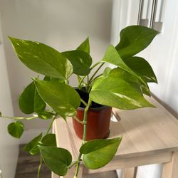 🪴 golden pothos🪴