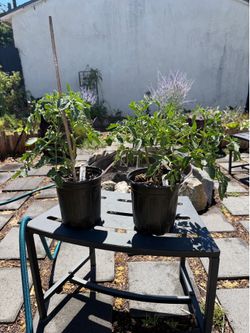 1 Gallon Paul Robeson Tomato Plant
