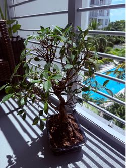 Bonsai Tree