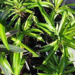 Plants 🪴  (Spider Plant)