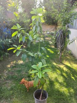 Avocado 🥑 Tree's 5 and a half feet tall
