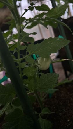Roma Tomato plant in 5 gal fabric pot