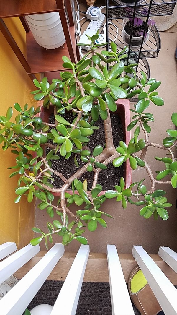 Big Jade Tree Plant for Sale in Shoreline, WA OfferUp