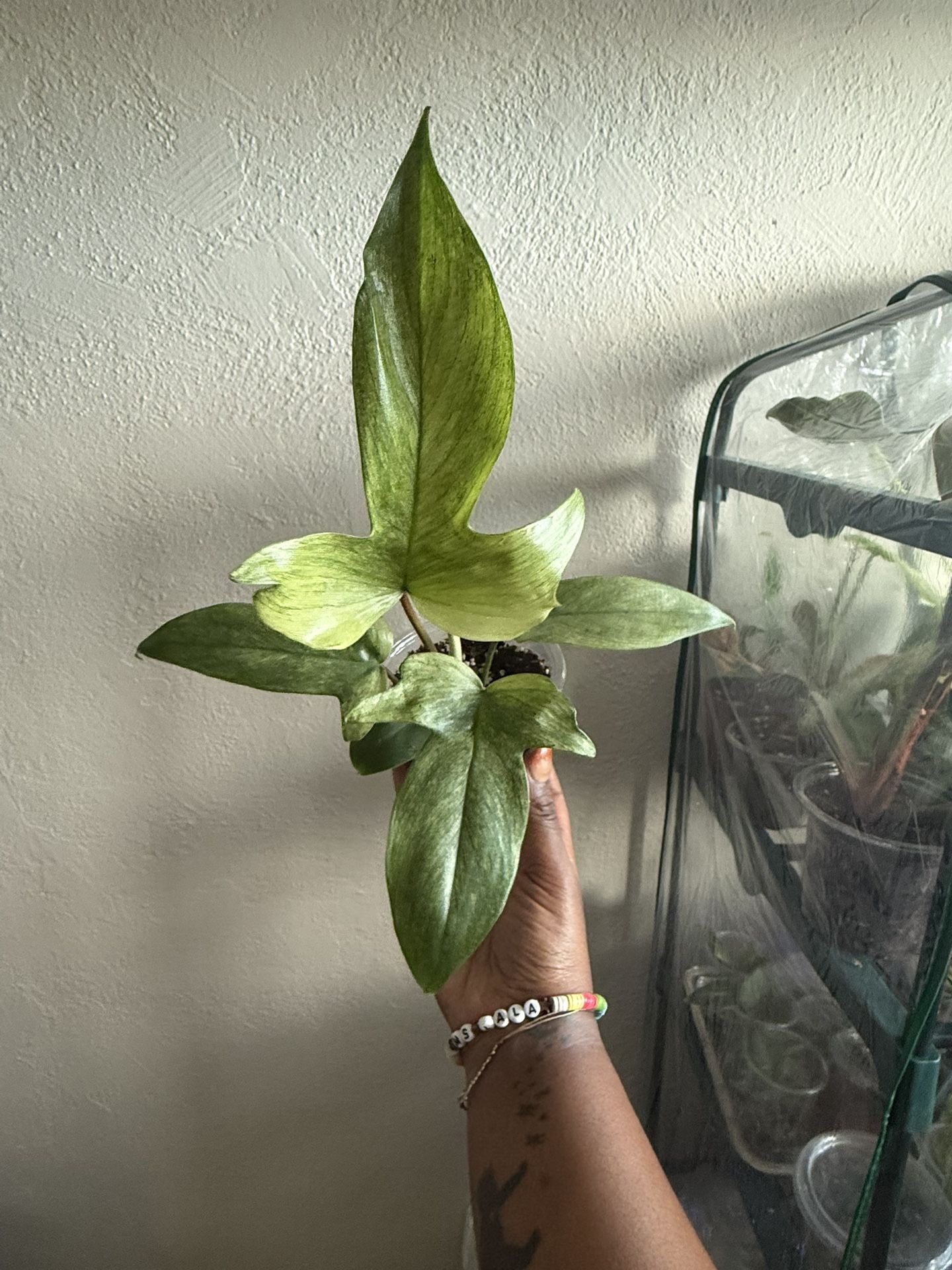 Philodendron Florida Ghost