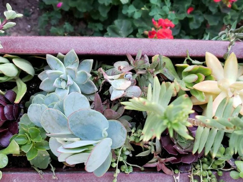 Variety Succulents In Ceramic Pot