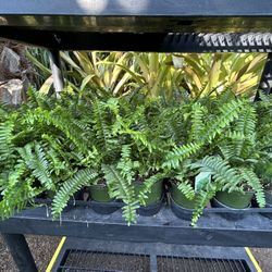 Fern Jester’s Crown Plants 