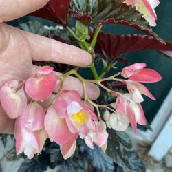 Begonia Fanie Mouse  Blooming Shade Plant, In 5 Gallons Pot Pick Up Only