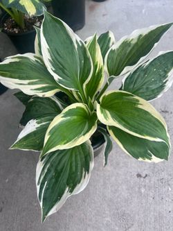 Hosta “Patriot” Outdoor (white edges)