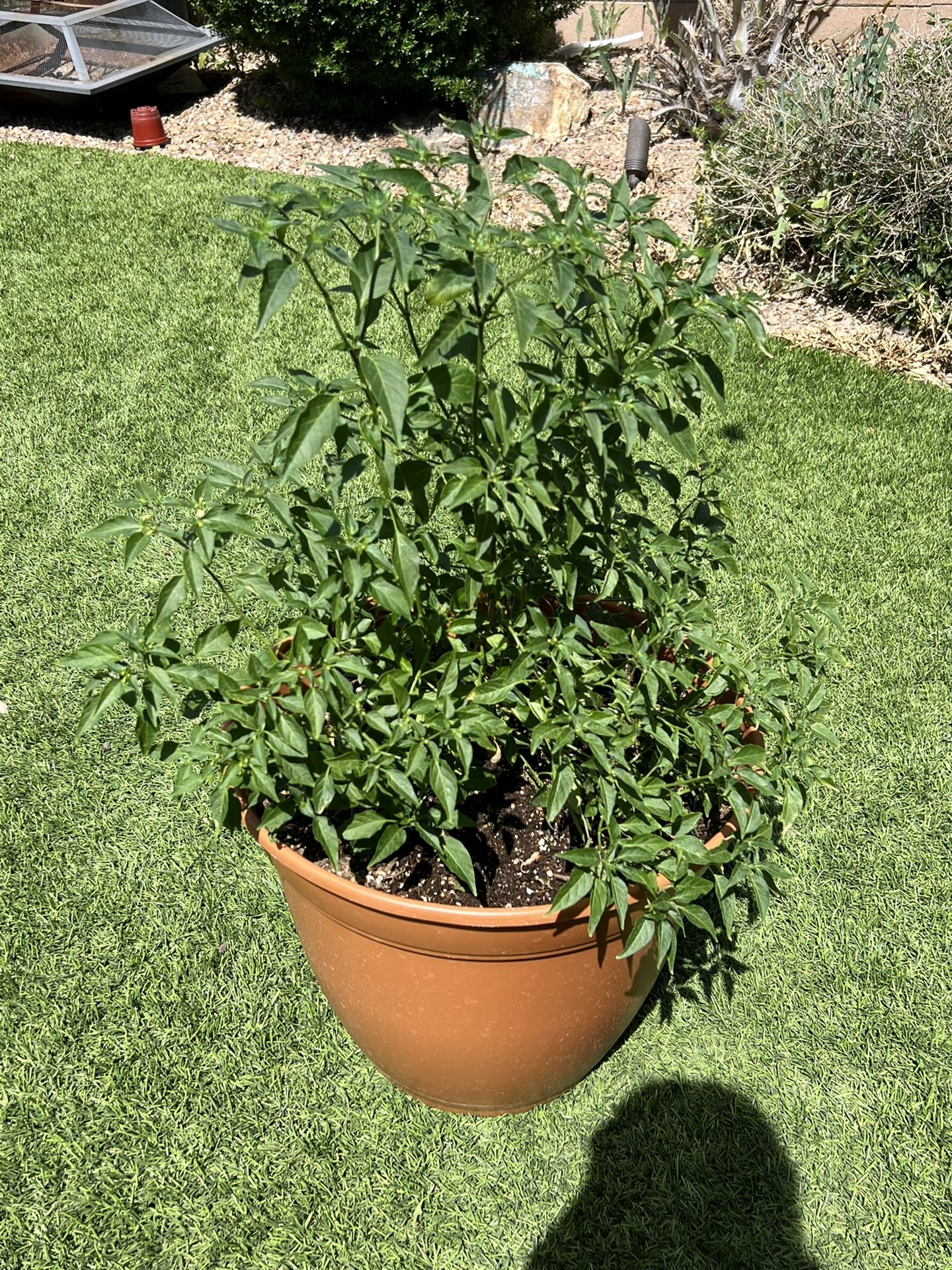 Chiltepin Plants 