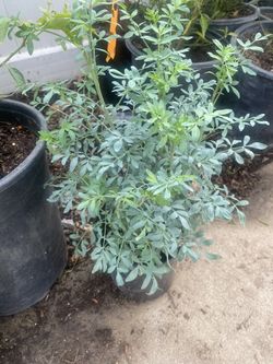 Fruit Trees