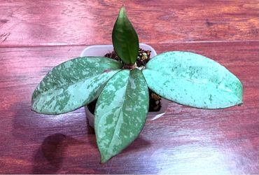 Hoya Blizzard
