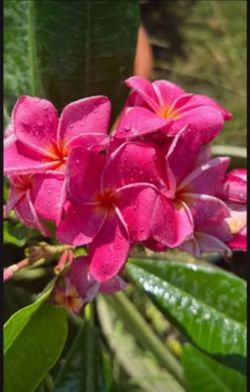 Purple Passion potted rooted plumeria 19" from soil line. 3 tips.