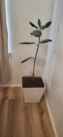 Plant Ficus Elastica