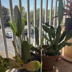 Large cactus