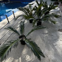 Sago Palms
