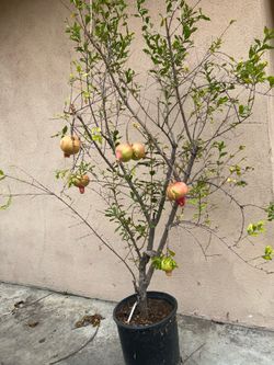 Sweet Pomegranate Tree Already Fruited  From Air Layer (Soft Seed Pomegranate)